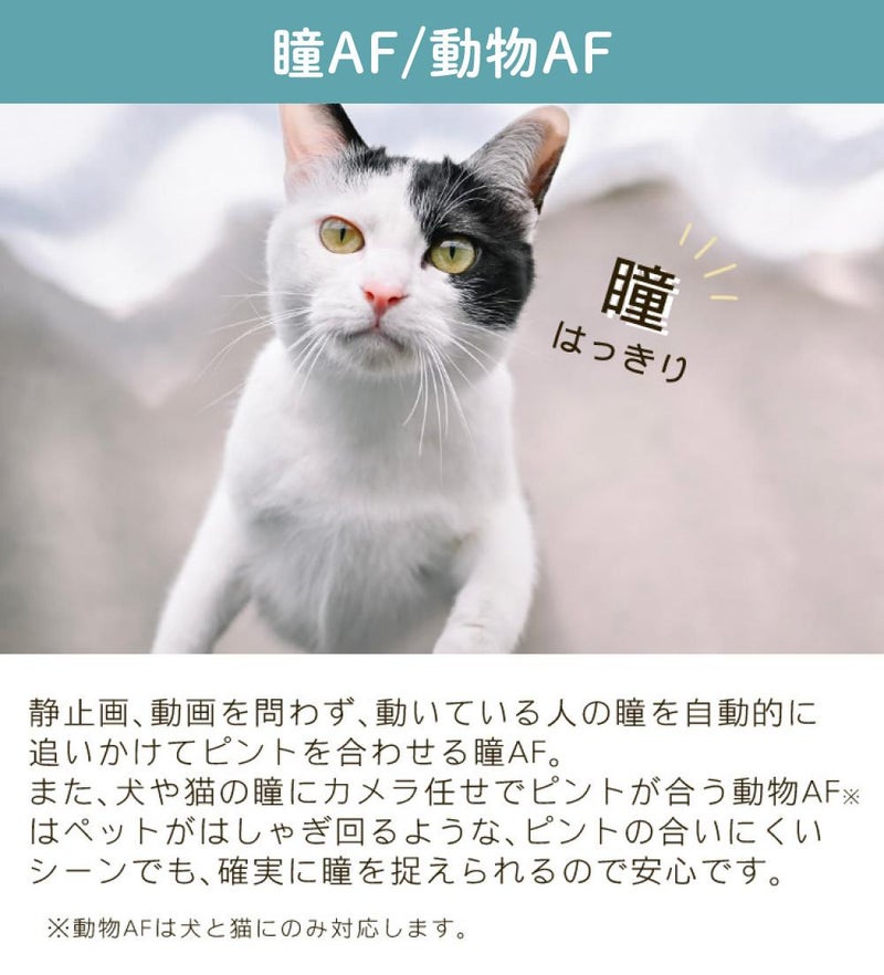 レビューでホットシュープレゼント  レンズキット＆便利グッズ付6点セット ニコン Nikon ミラーレス一眼カメラ Z fc 16-50 VR レンズキット ブラック APS-Cサイズ 2088万画素 Wi-Fi Bluetooth ゼット Zfc ラッピング不可