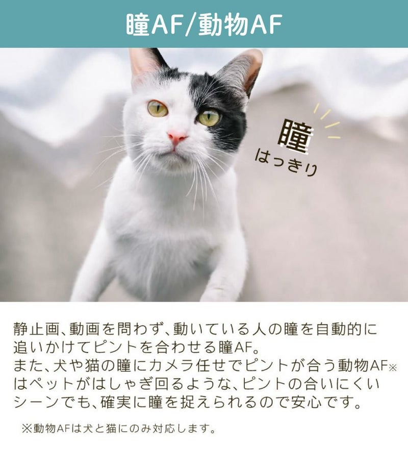 レビューでホットシュープレゼント  Special Editionキット＆便利グッズ付6点セット ニコン Nikon ミラーレス一眼カメラ  Z fc ブラック 28mm f/2.8 Special Edition キット APS-Cサイズ 2088万画素 ゼット Zfc ラッピング不可